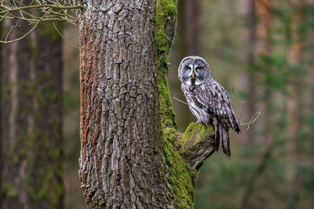 Image: a great grey owl, perched high in a tree and staring directly at the viewer.