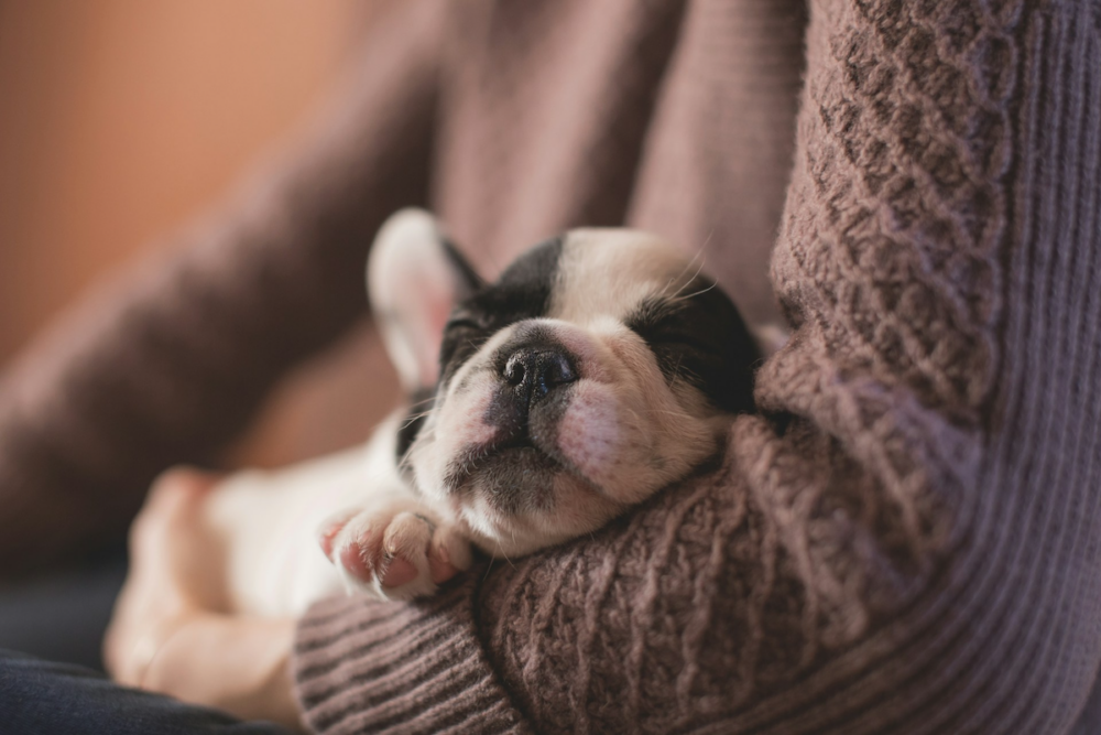 Image: a sleeping black and white puppy is cradled in the arm of a seated woman.